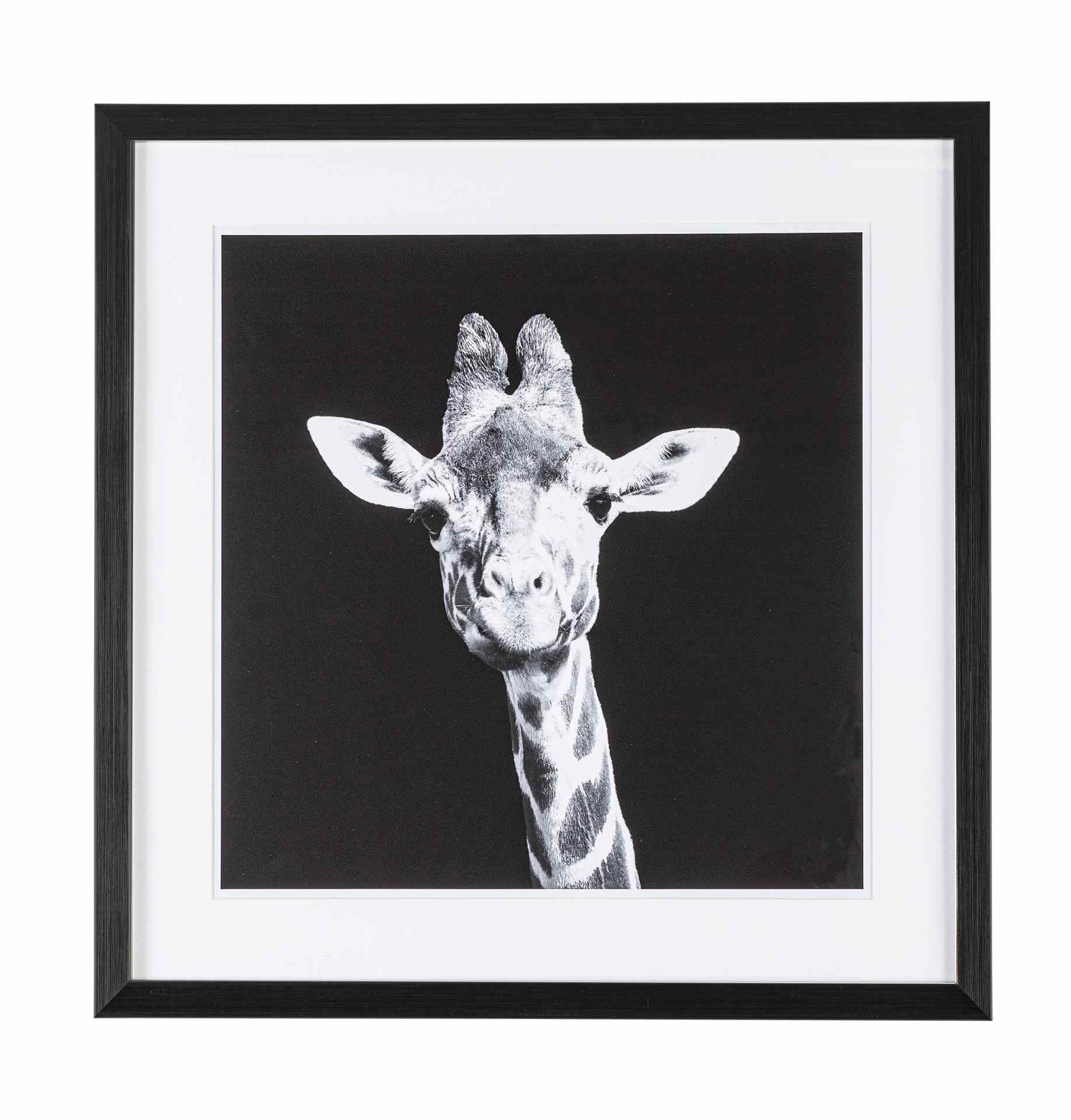 Bild Giraffe, 50x50 cm