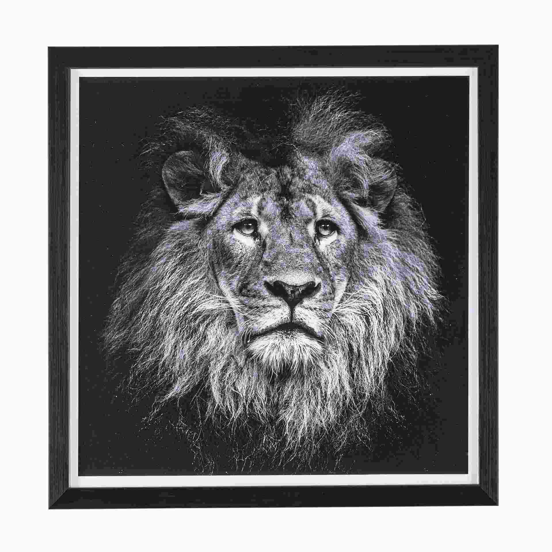 Bild Lion No.2, 43x43 cm