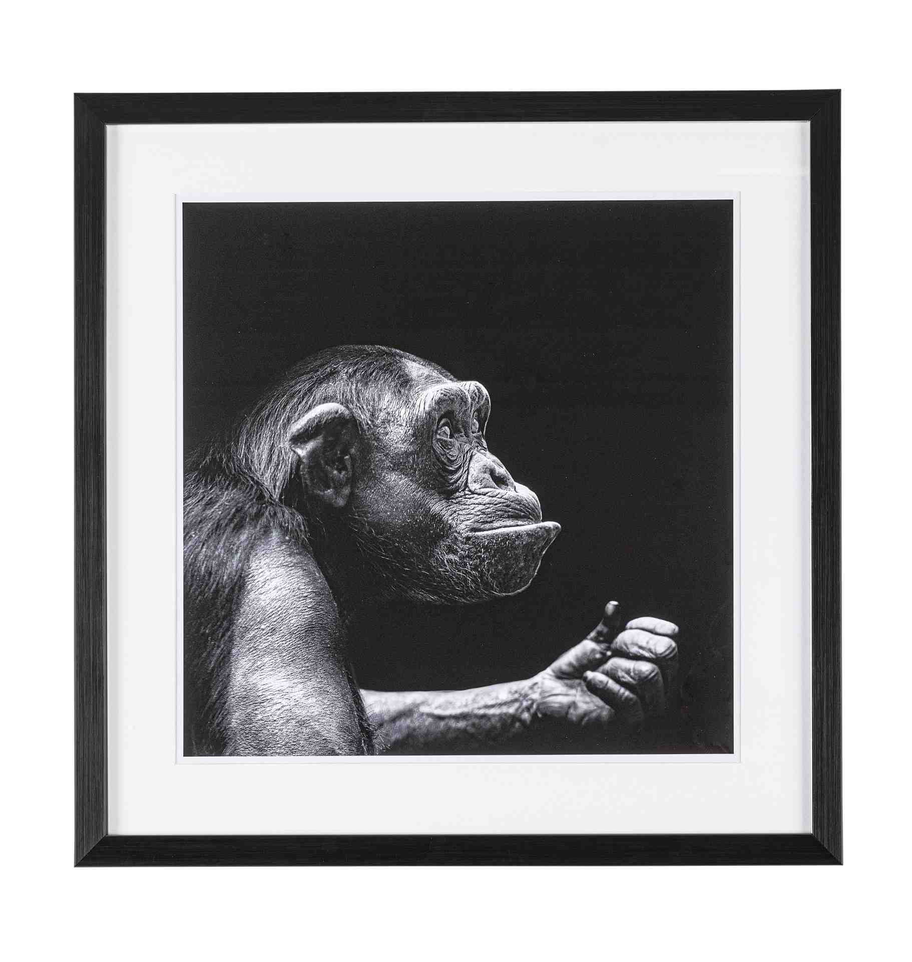 Bild Monkey, 50x50 cm